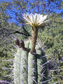 Echinopsis chiloensis 02.jpg
