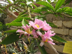 Pereskia grandifolia.jpg