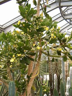 Brasiliopuntia brasiliensis - Botanical Gardens Berlin - wikipedia.JPG