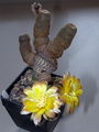 Echinopsis famatinensis 3.JPG