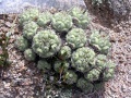 Ortegocactus macdougallii 8.jpg