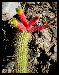 Cleistocactus smaragdiflorus 0.jpg