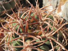 Gymnocalycium castellanosii ssp. ferocior 2.jpg