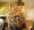 Echinopsis formosa korethroides.jpg