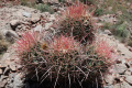 Echinocactus polycephalus ssp. xeranthemoides 6.JPG