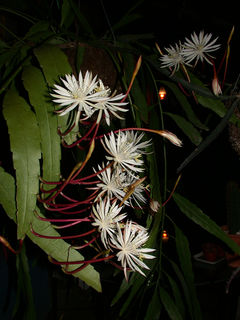 Epiphyllum cartagense (F.A.C. Weber) Britton & Rose 3h.jpg