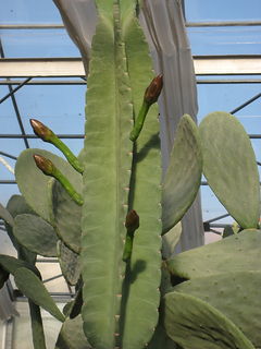 Cereus jamacaru ssp. jamacaru.jpg