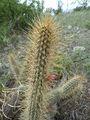 Cleistocactus baumannii ssp. baumannii 03.jpg